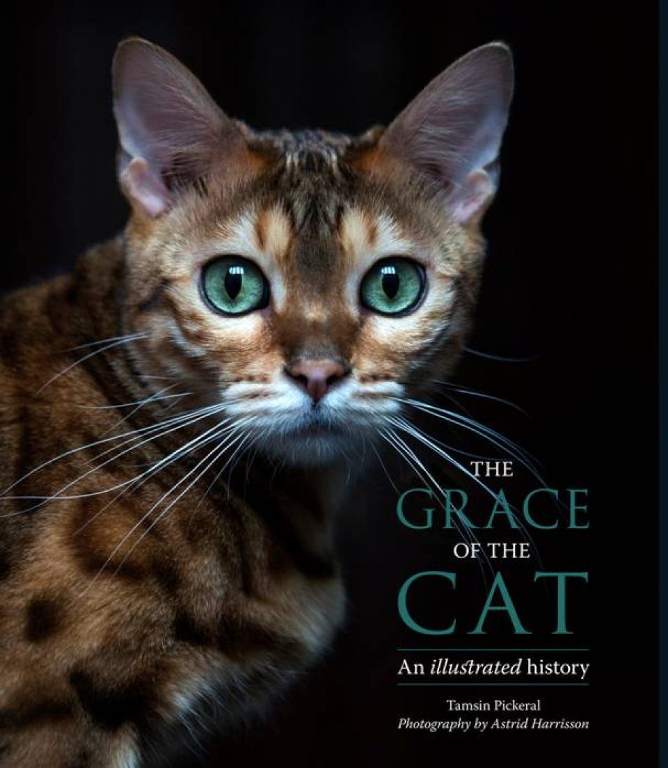 Exploring the Grace of Cats: Understanding the Elegance and Beauty Behind "Cat Grace"