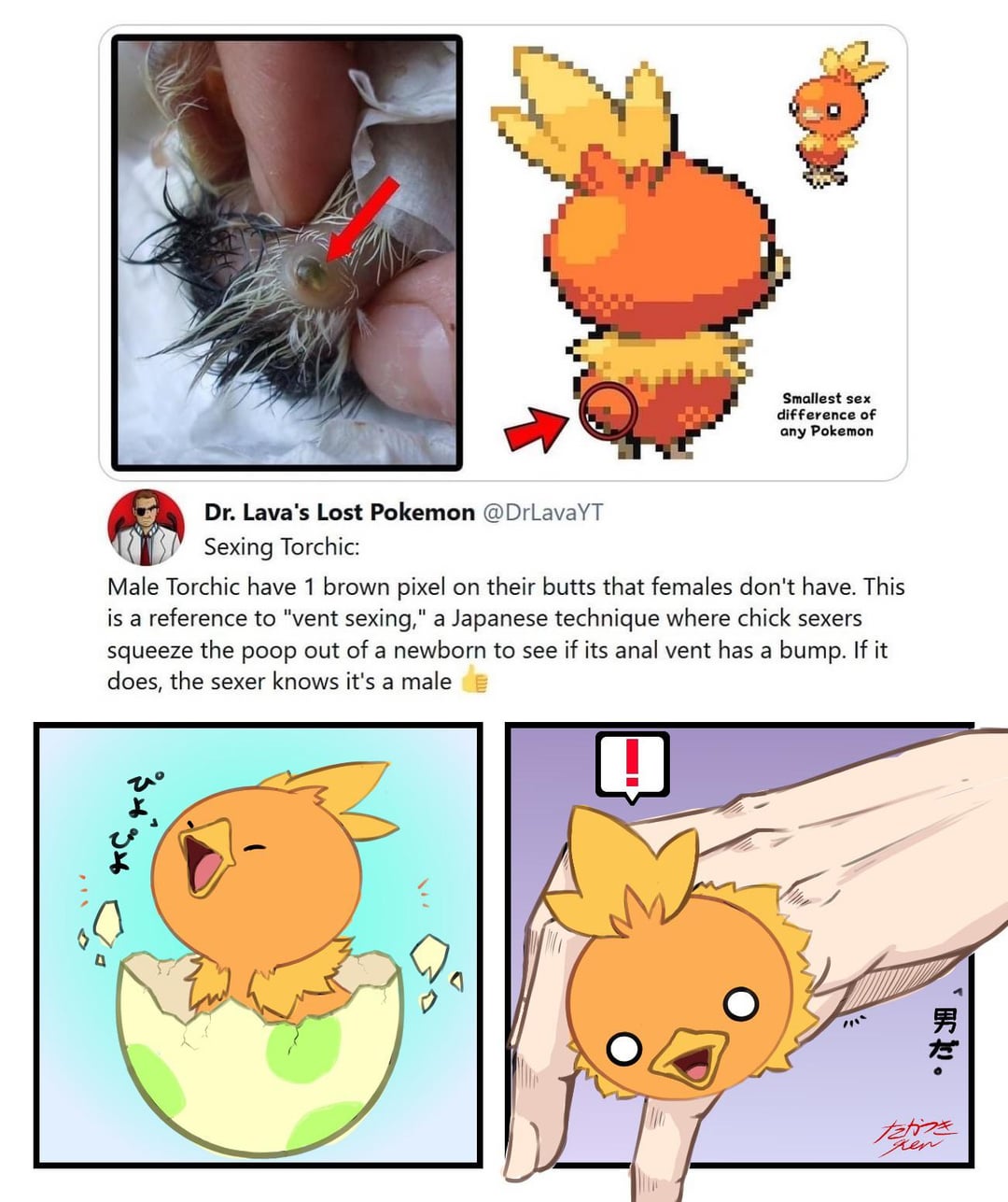 Everything You Need to Know About Torchic Sprite: A Comprehensive Guide for Pokémon Fans