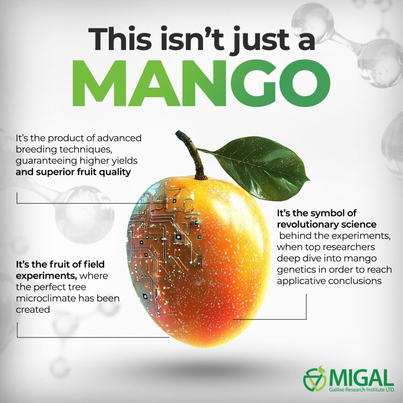 Tough Mango Plant Lab: Exploring the Innovation Behind Resilient Mango Varieties