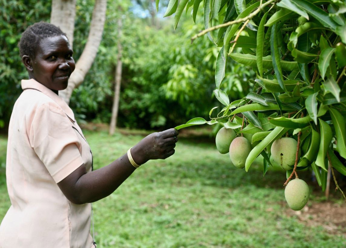 Tough Mango Plant Lab: Exploring the Innovation Behind Resilient Mango Varieties
