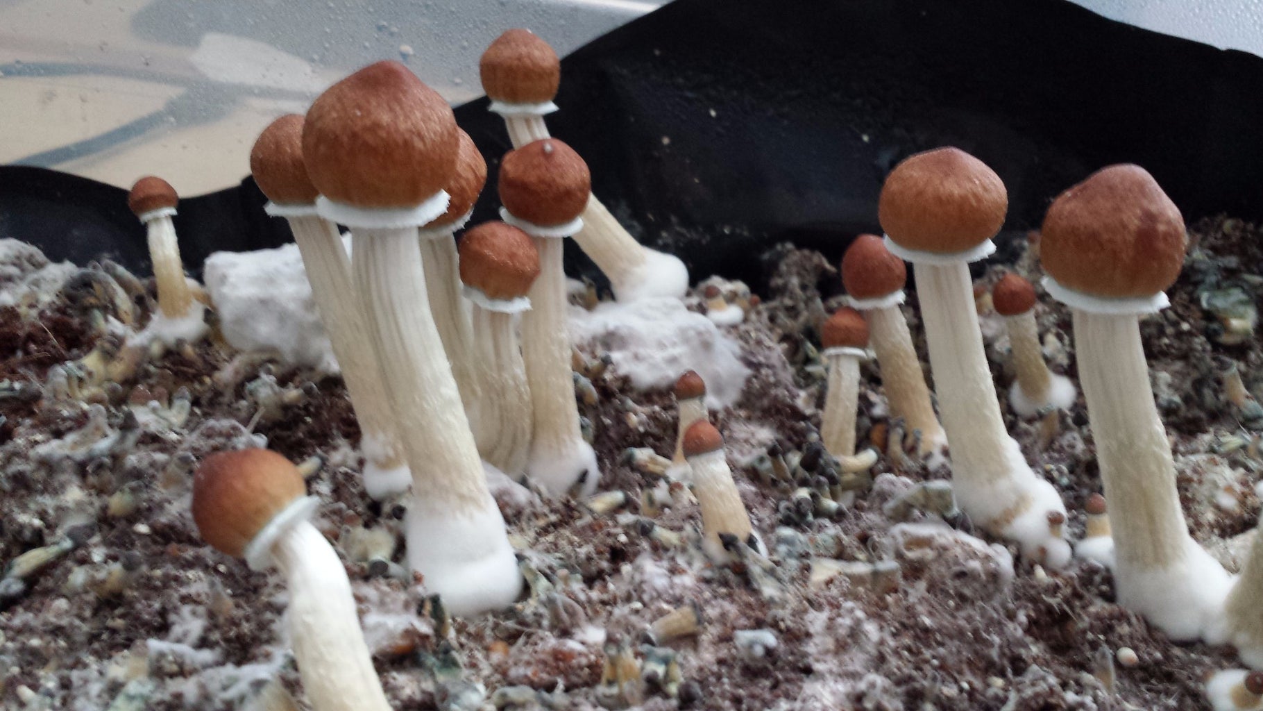 Everything You Need to Know About Myconid Sprout: A Beginner's Guide to Growing Fungi at Home