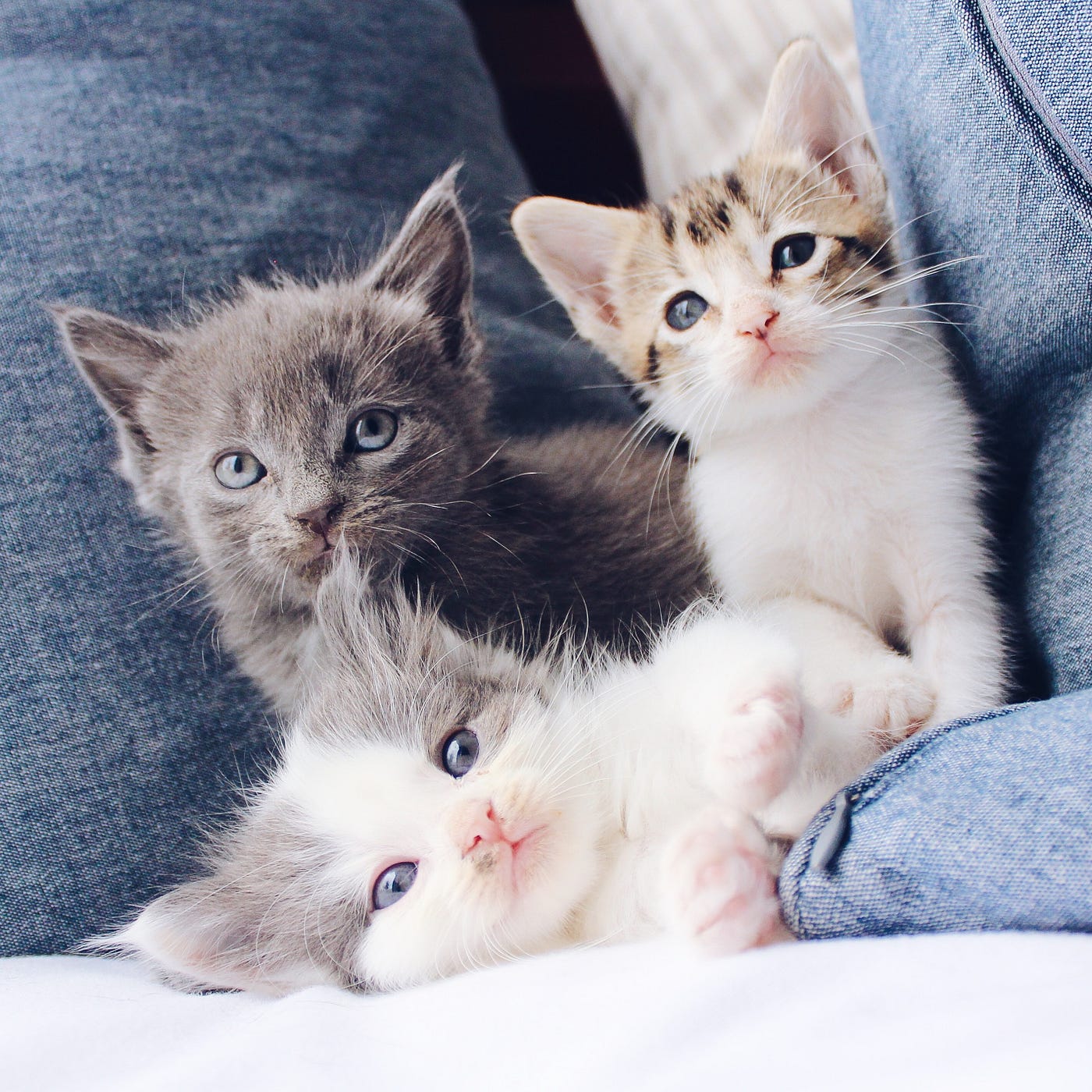 Cats Grace: The Elegance and Charm of Our Feline Companions