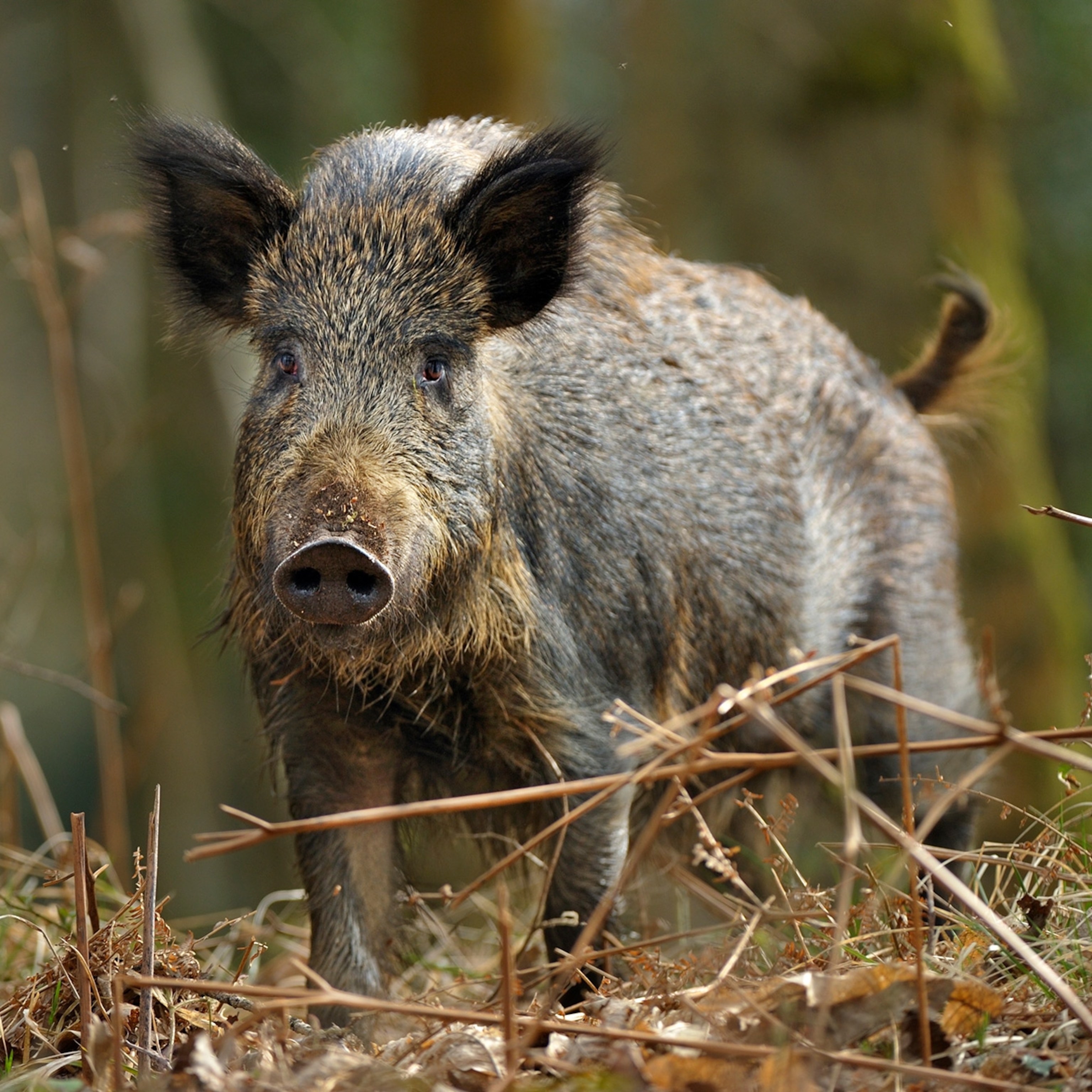 Everything You Need to Know About Wild Boar Pelt: Uses, Value, and How to Obtain It