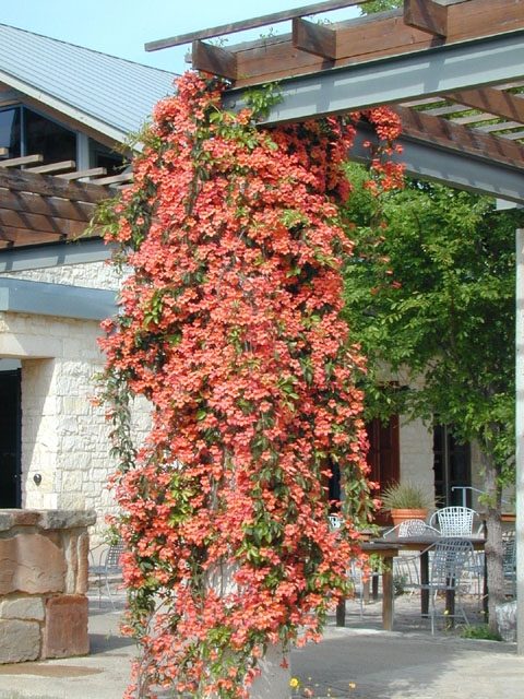Grasping Vine: The Symbolism, Uses, and Beauty of Climbing Plants