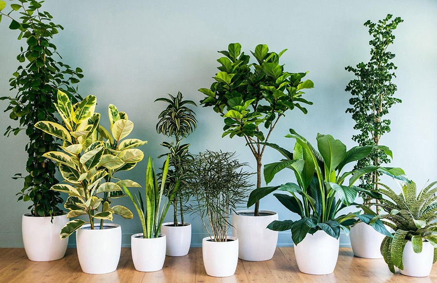 What Type of Plant Do We Cultivate Here? A Guide to Choosing the Right Plant for Your Space