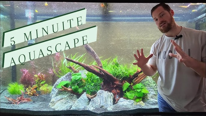 Mastering Water Scaping: A Complete Guide to Creating Stunning Aquascapes