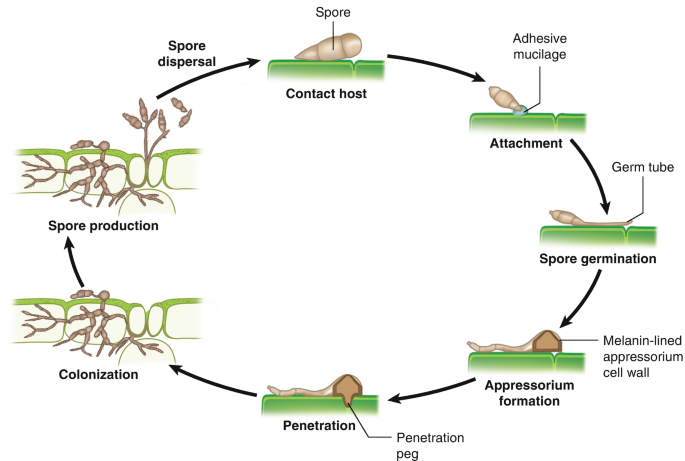 Understanding the Armor of Fungal Spores: Nature's Ultimate Protection Mechanism