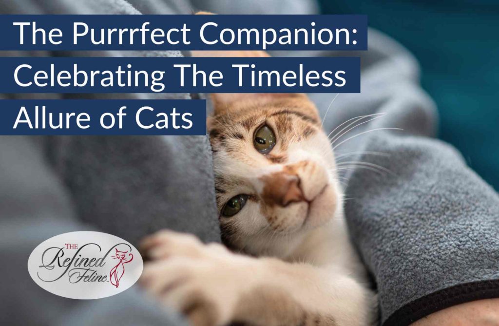 Cats Grace: The Elegance and Charm of Our Feline Companions