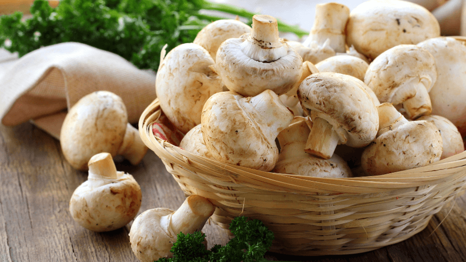 Everything You Need to Know About Myconid Sprout: A Beginner's Guide to Growing Fungi at Home