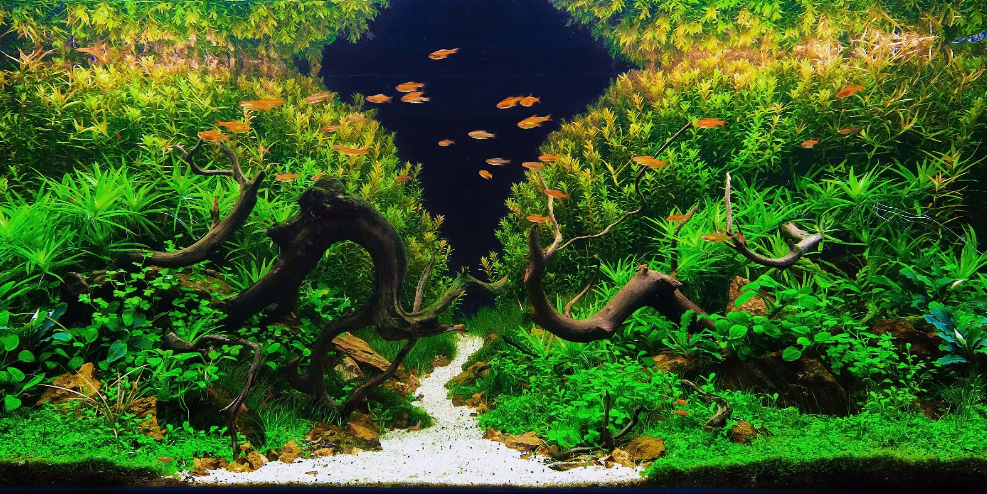 Mastering Water Scaping: A Complete Guide to Creating Stunning Aquascapes