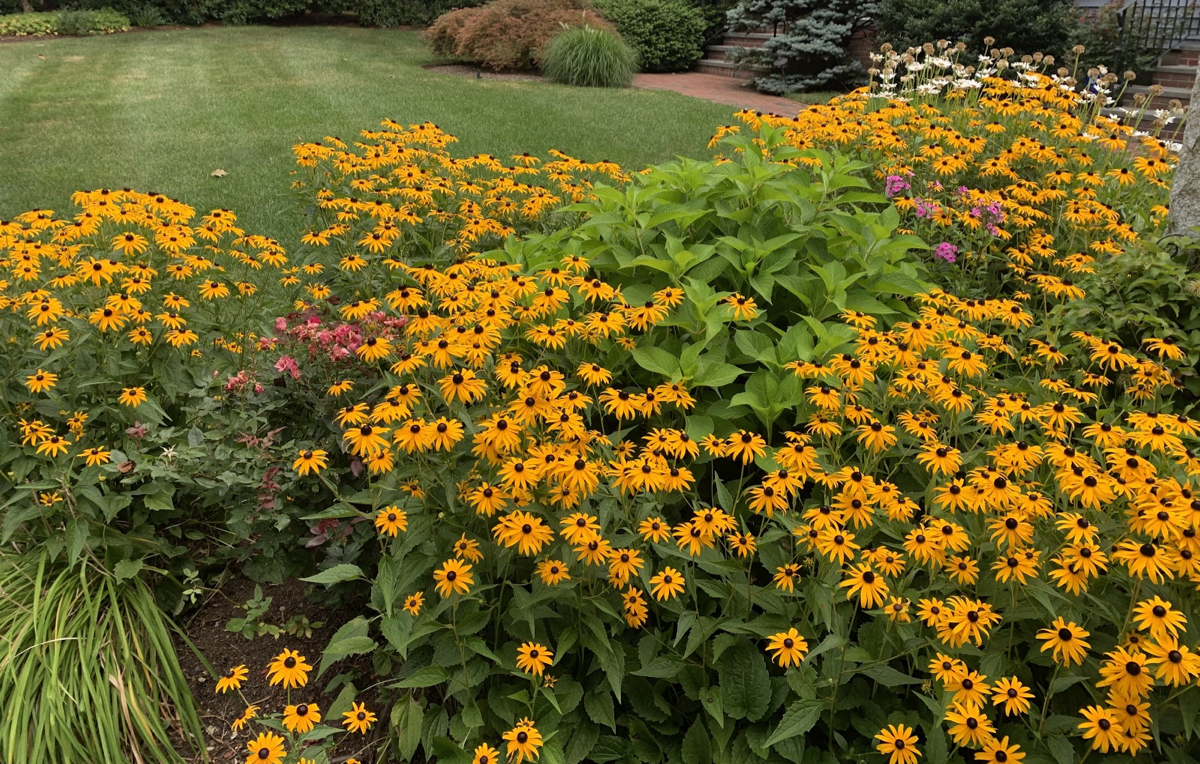 What Type of Plant Do We Cultivate Here? A Guide to Choosing the Right Plant for Your Space