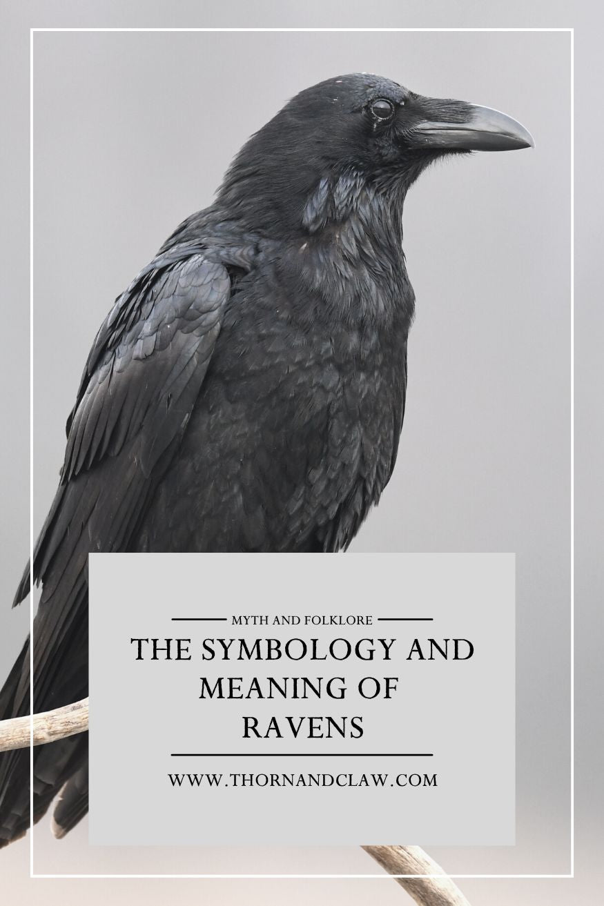 Dire Raven: Unlocking the Mystical Power Behind the Legendary Creature