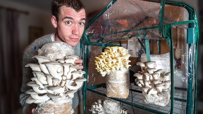 Everything You Need to Know About Myconid Sprout: A Beginner's Guide to Growing Fungi at Home