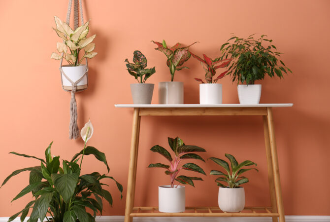 What Type of Plant Do We Cultivate Here? A Guide to Choosing the Right Plant for Your Space