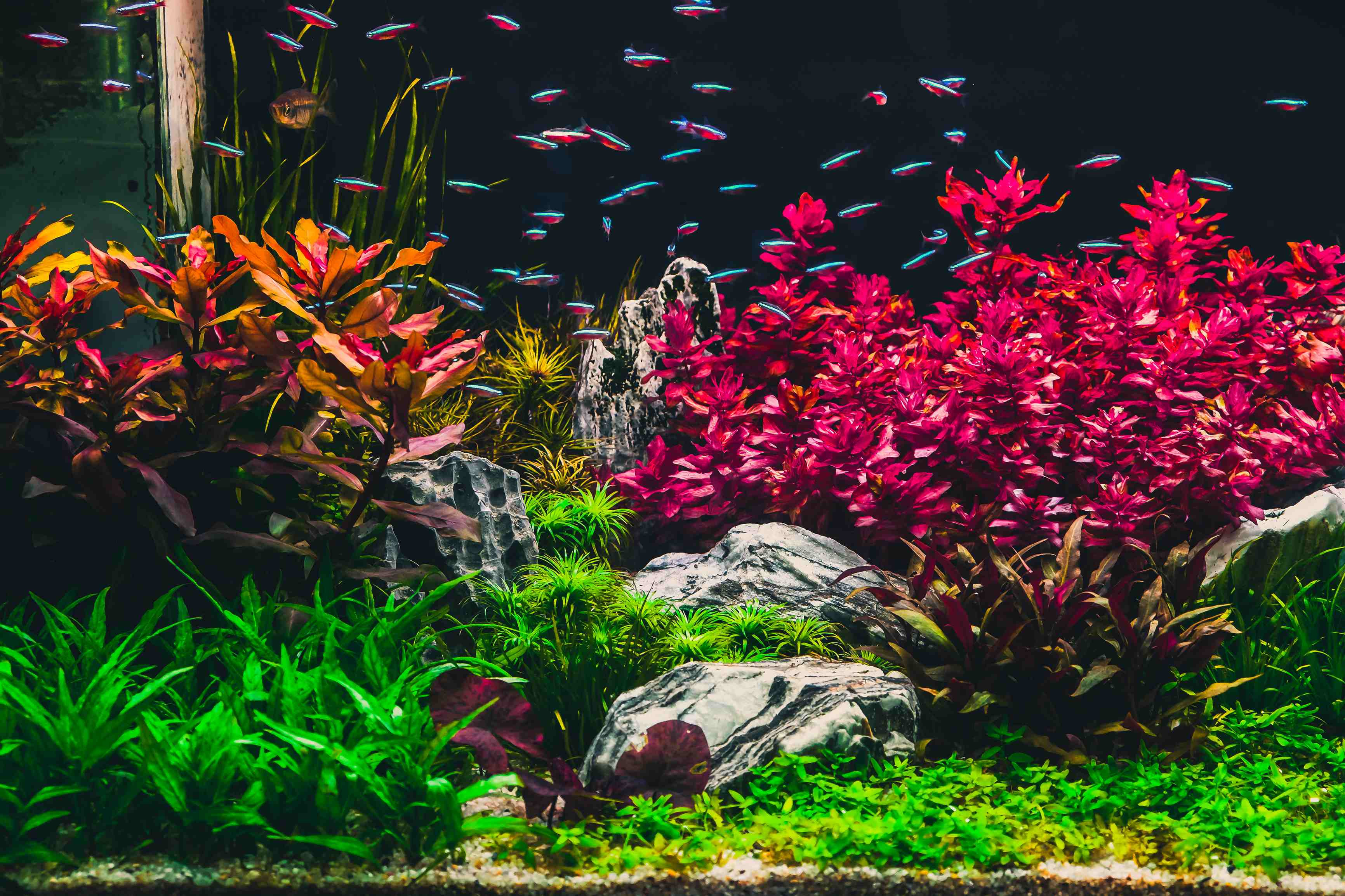 Mastering Water Scaping: A Complete Guide to Creating Stunning Aquascapes