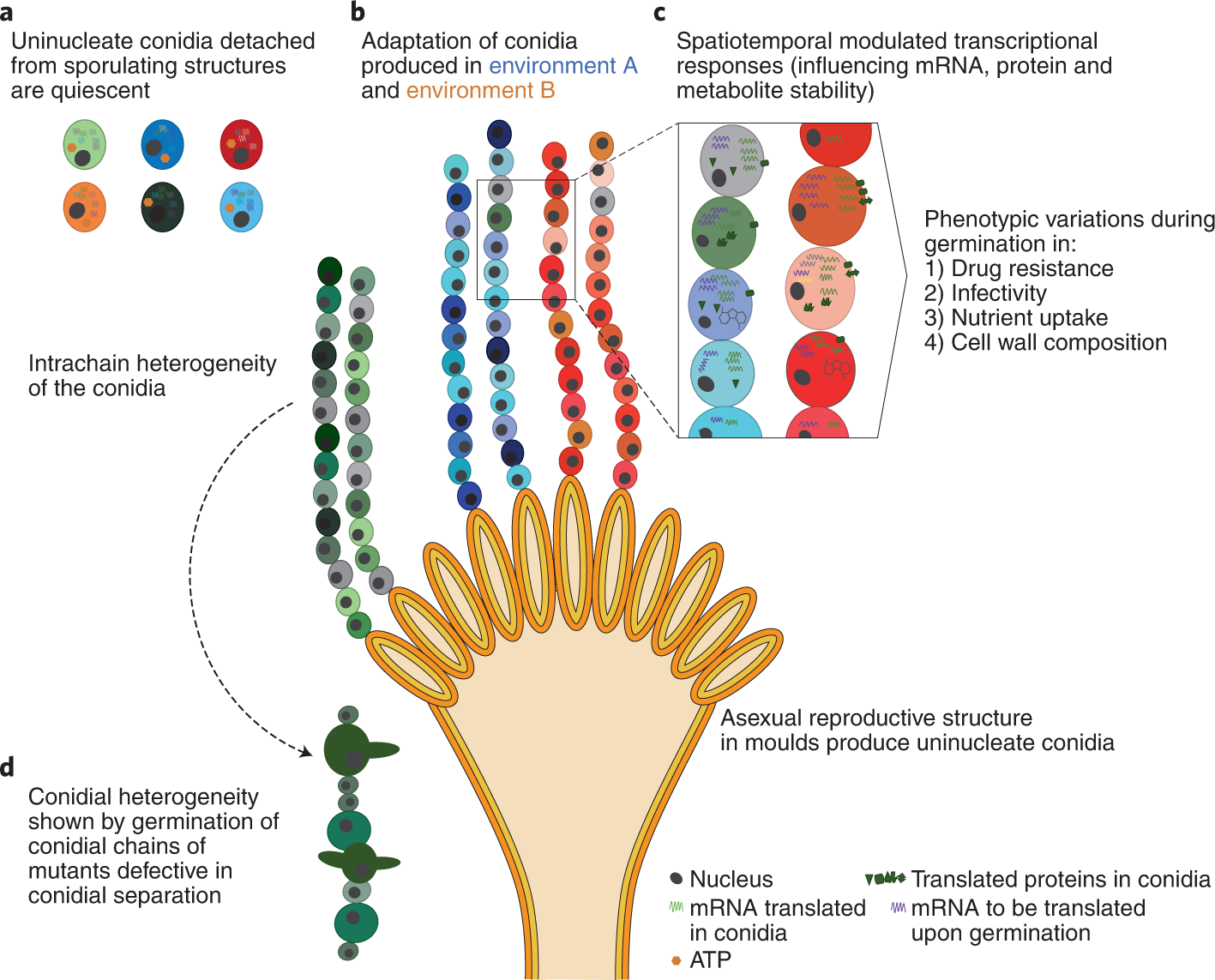 Understanding the Armor of Fungal Spores: Nature's Ultimate Protection Mechanism
