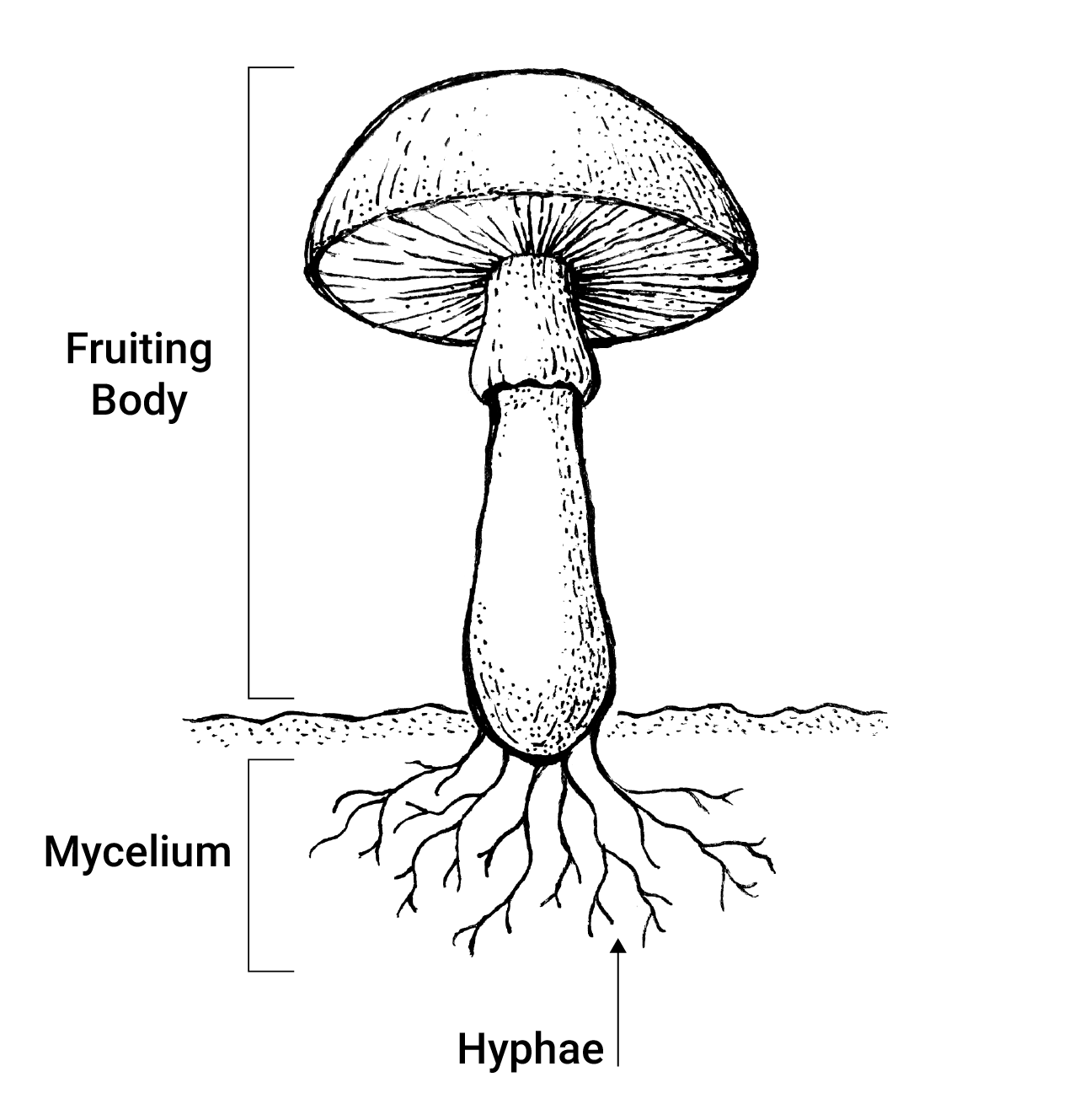 Everything You Need to Know About Myconid Sprout: A Beginner's Guide to Growing Fungi at Home