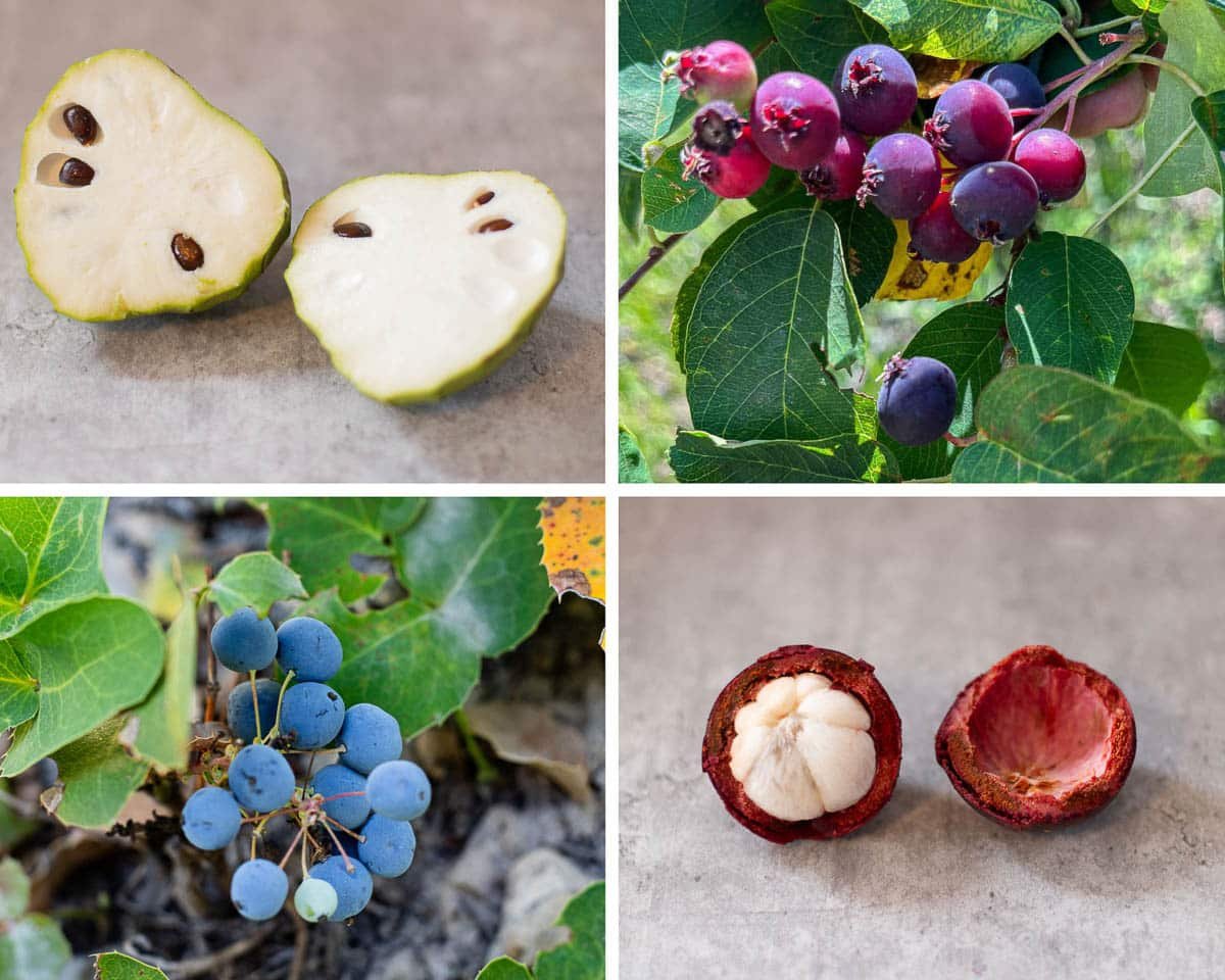 Wepear Berry: A Hidden Gem in the World of Exotic Fruits