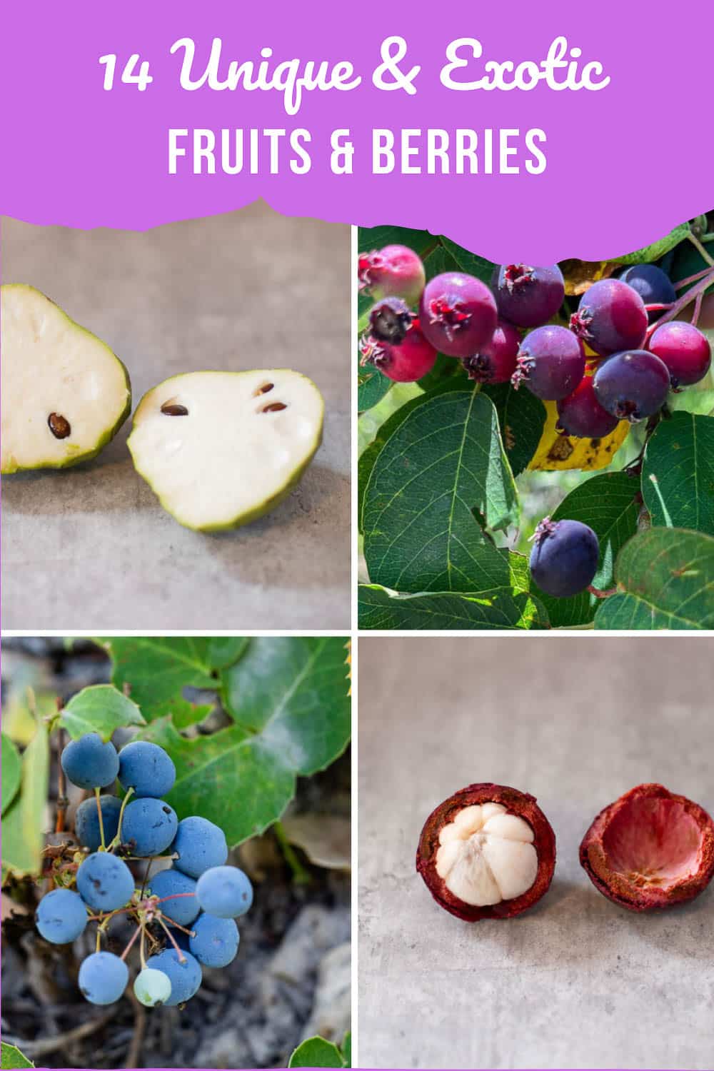 Wepear Berry: A Hidden Gem in the World of Exotic Fruits