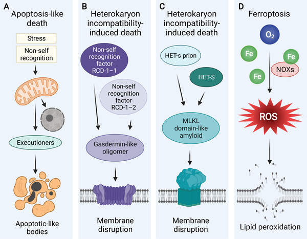 Understanding the Armor of Fungal Spores: Nature's Ultimate Protection Mechanism