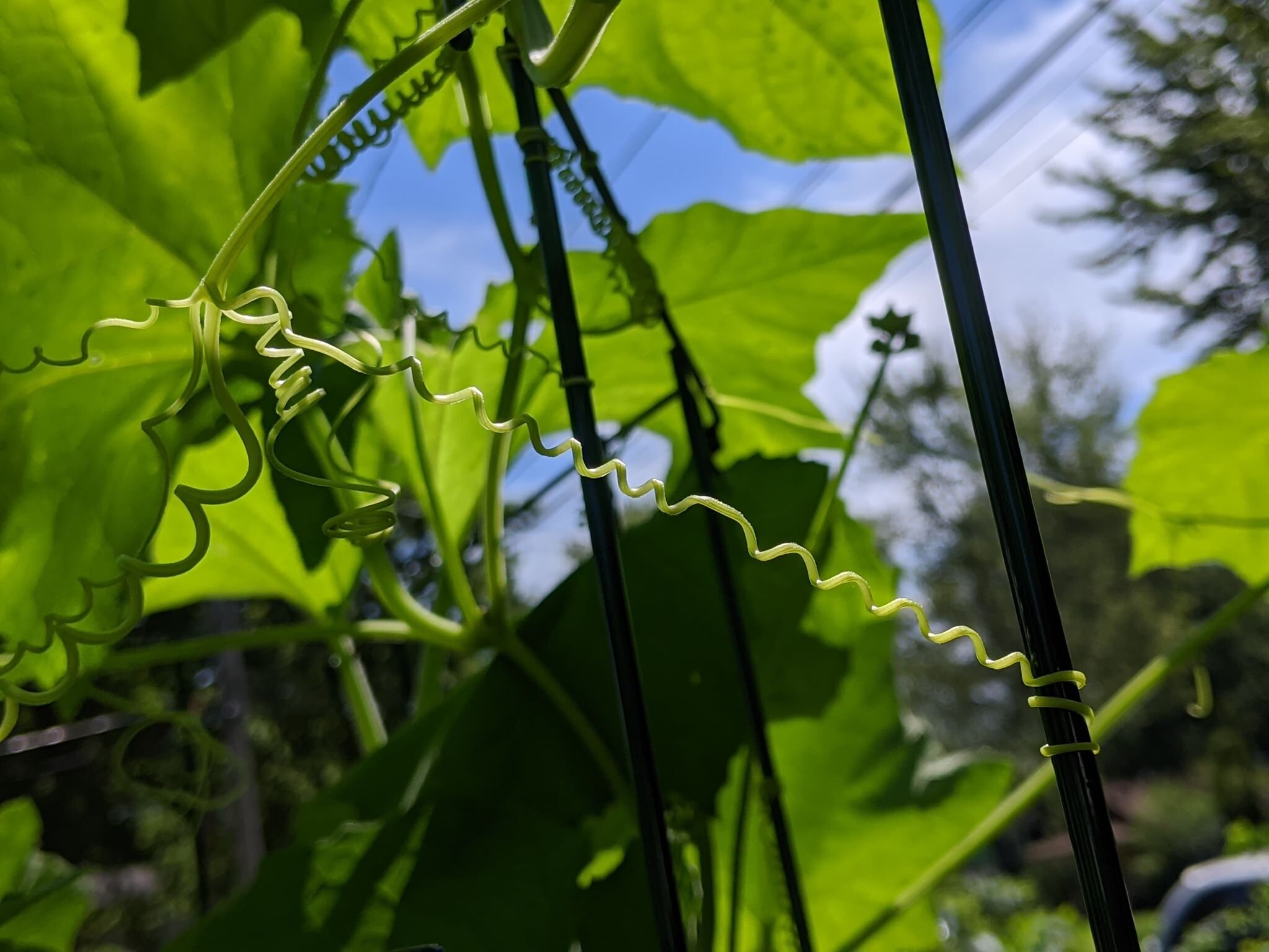 Grasping Vine: The Symbolism, Uses, and Beauty of Climbing Plants