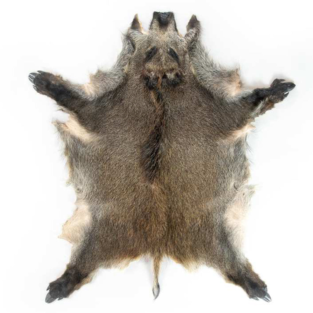 Everything You Need to Know About Wild Boar Pelt: Uses, Value, and How to Obtain It