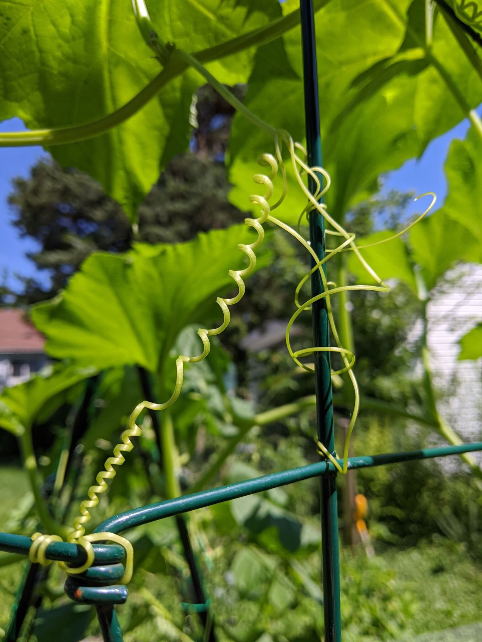 Grasping Vine: The Symbolism, Uses, and Beauty of Climbing Plants