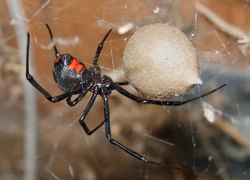 How to Kill a Spider Egg Sac: A Step-by-Step Guide for Gamers