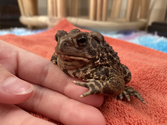 Luncheon Toad Skin: The Oddity You Need to Know About