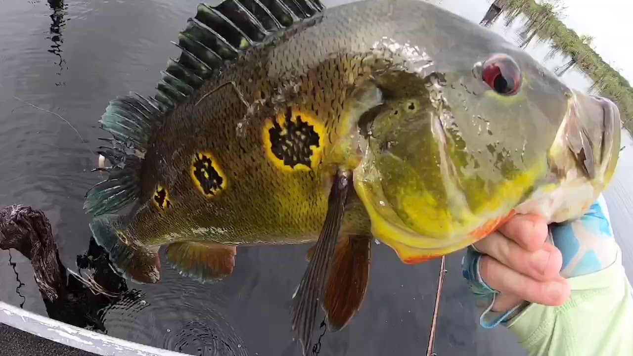 Unveiling the Mystery of Peacock Bass Teeth: What You Need to Know