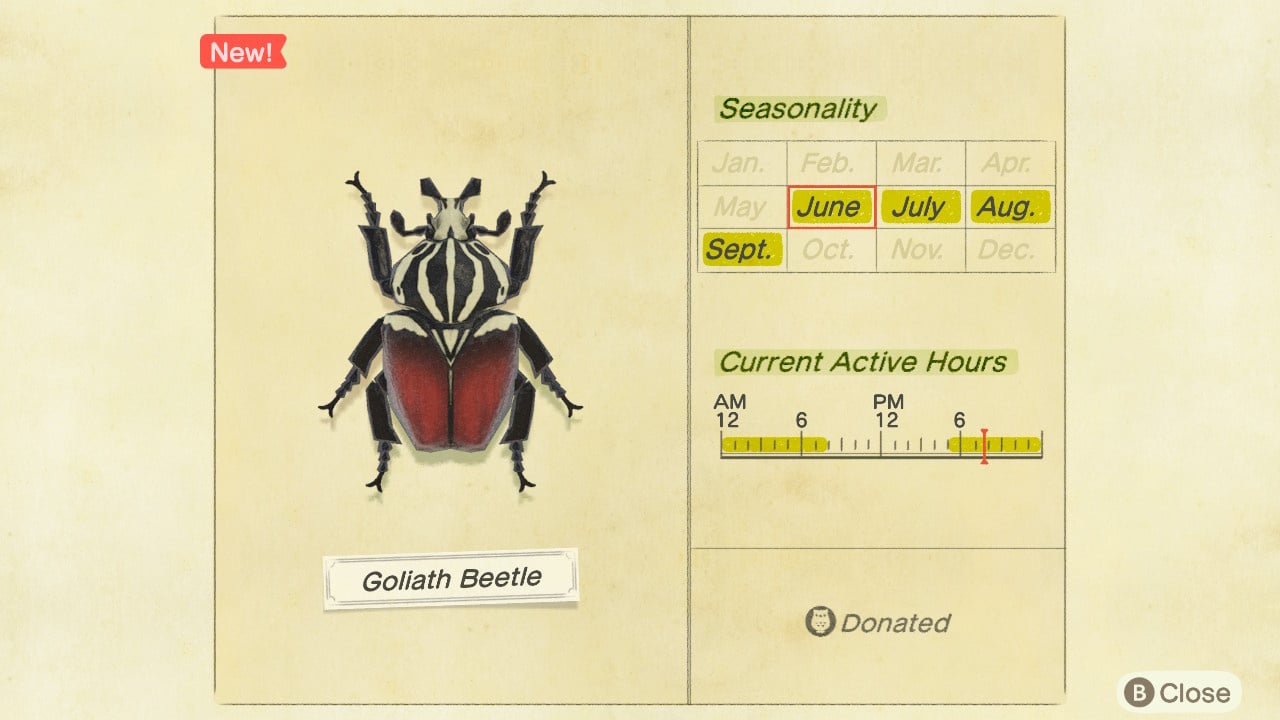 How to Catch a Beetle: A Complete Guide for Players