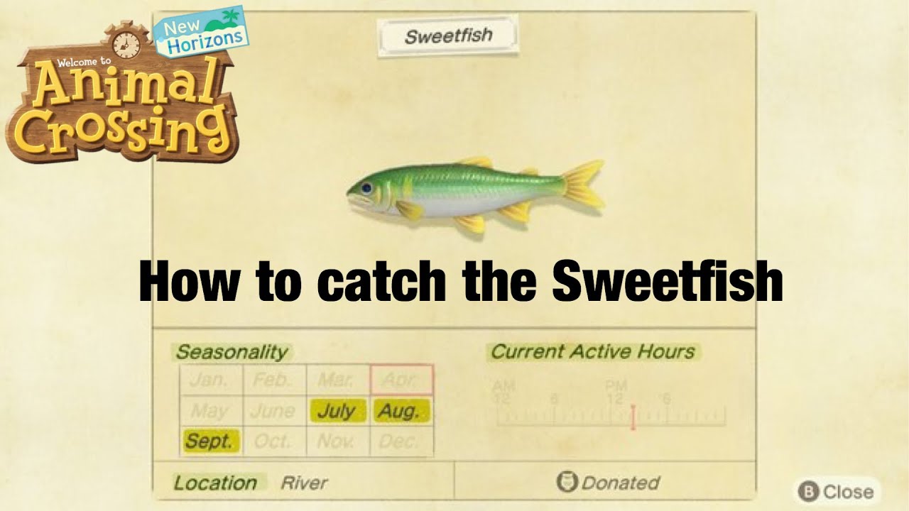 Everything You Need to Know About the Sweetfish in ACNH: A Complete Guide