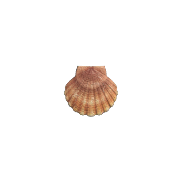 Scallop Animal Crossing: What You Need to Know About This Beachside Treasure
