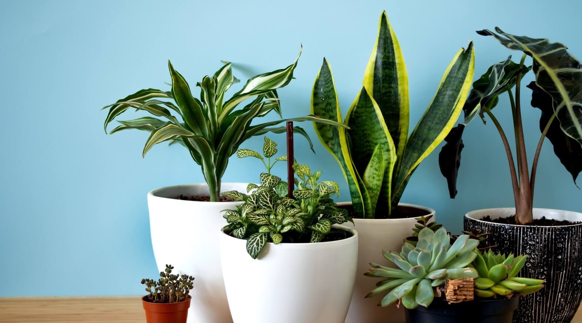 Plants for a Basement: A Green Thumb’s Guide to Brightening Your Underground Space