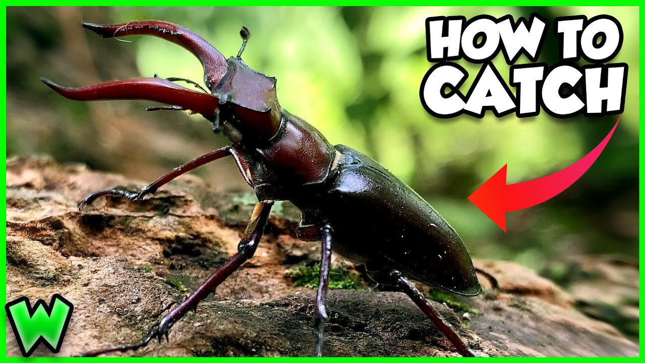 How to Catch a Beetle: A Complete Guide for Players