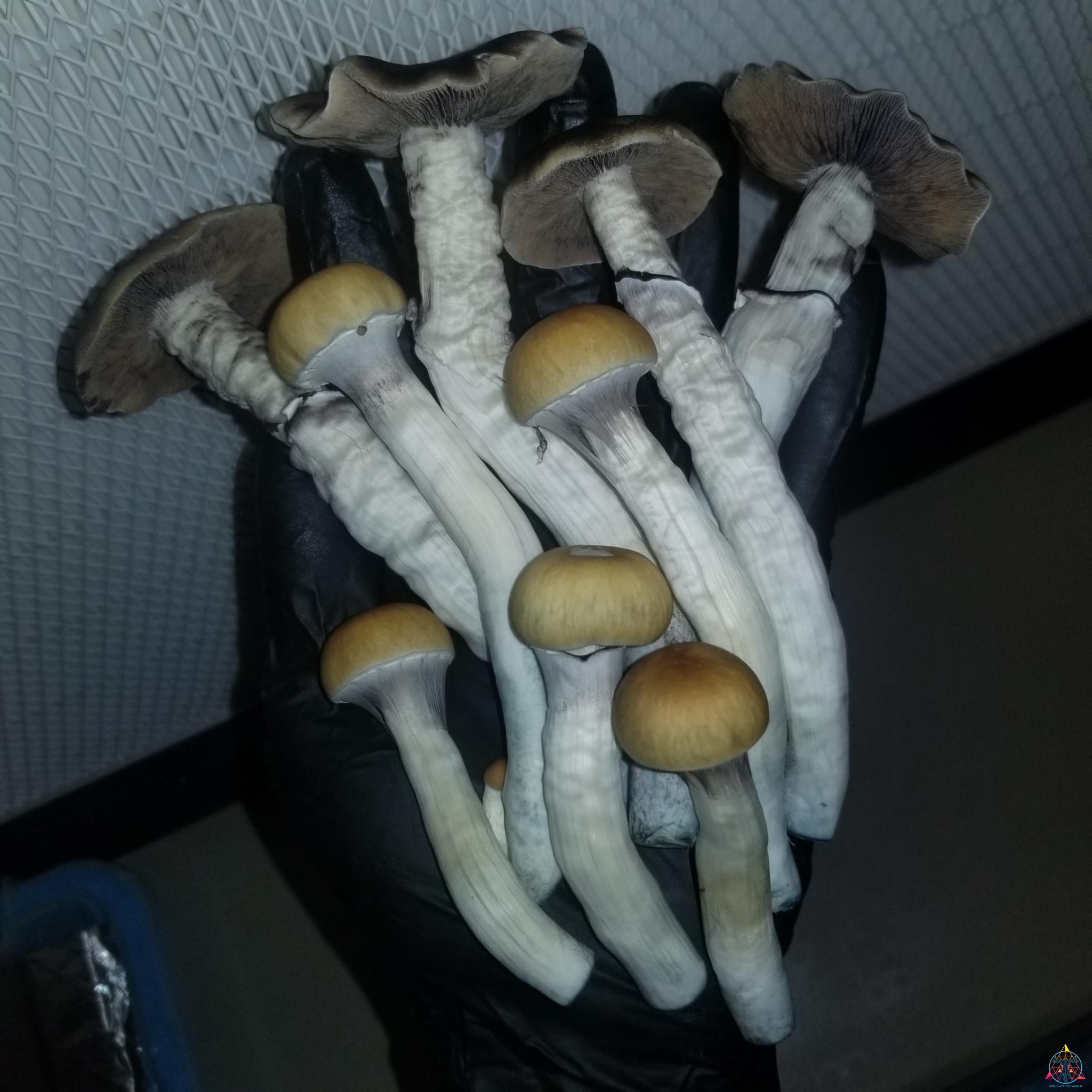 Illusion Weaver Mushroom: The Magic and the Mystery