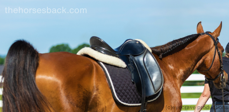 Sweepa Saddle: The Ultimate Guide to Comfort and Performance in Horseback Riding