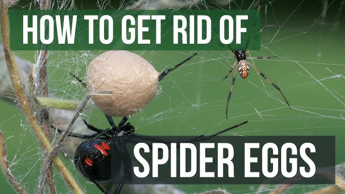 How to Kill a Spider Egg Sac: A Step-by-Step Guide for Gamers