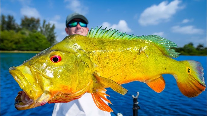 Unveiling the Mystery of Peacock Bass Teeth: What You Need to Know