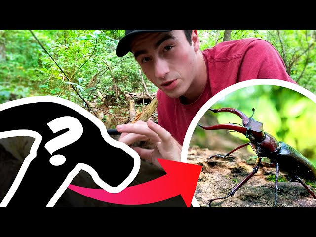 How to Catch a Beetle: A Complete Guide for Players