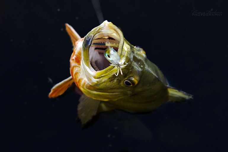 Unveiling the Mystery of Peacock Bass Teeth: What You Need to Know