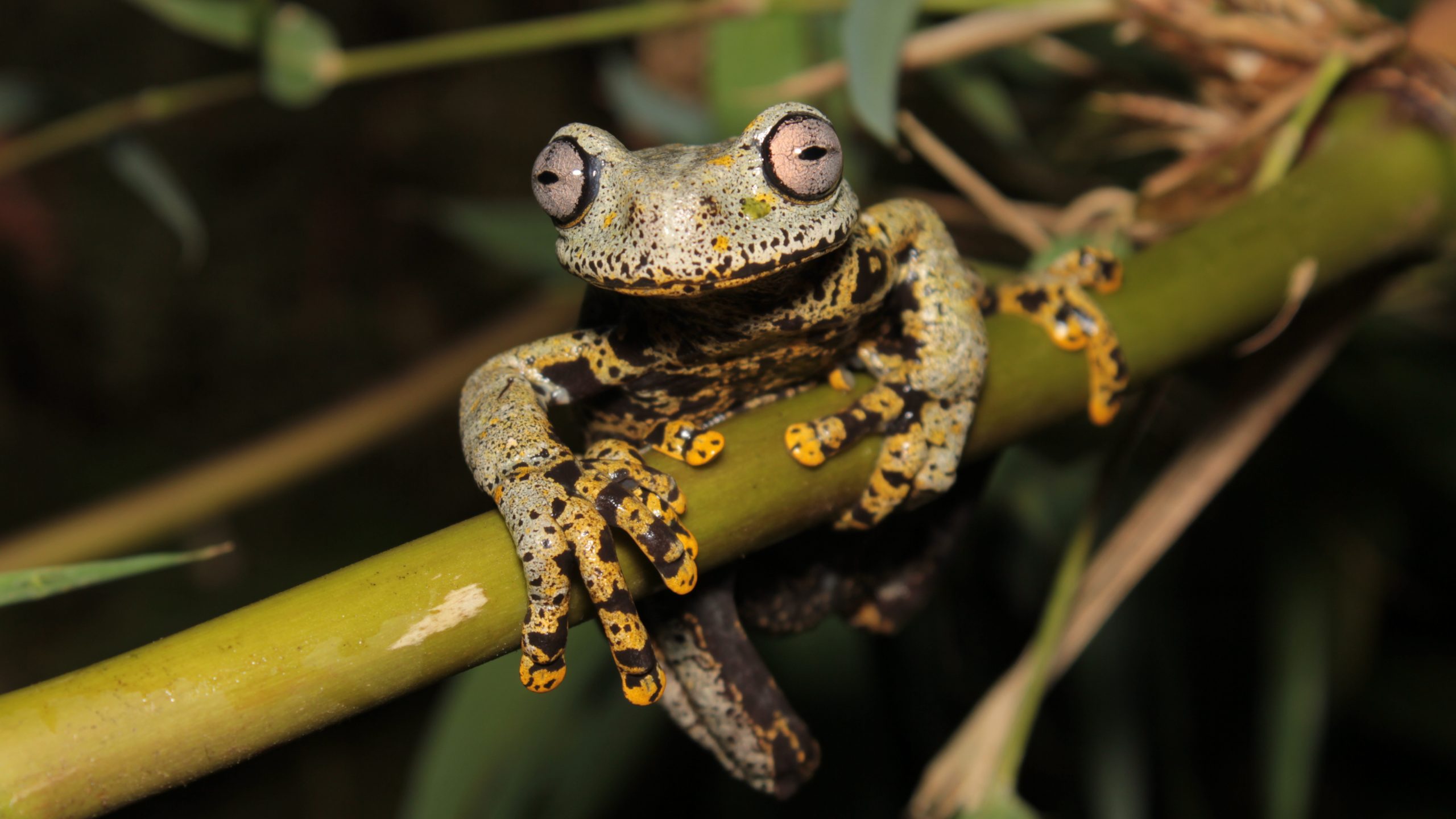 Pathfinder Boggar: The Quirky Amphibian That Frogs its Way Into Our Hearts