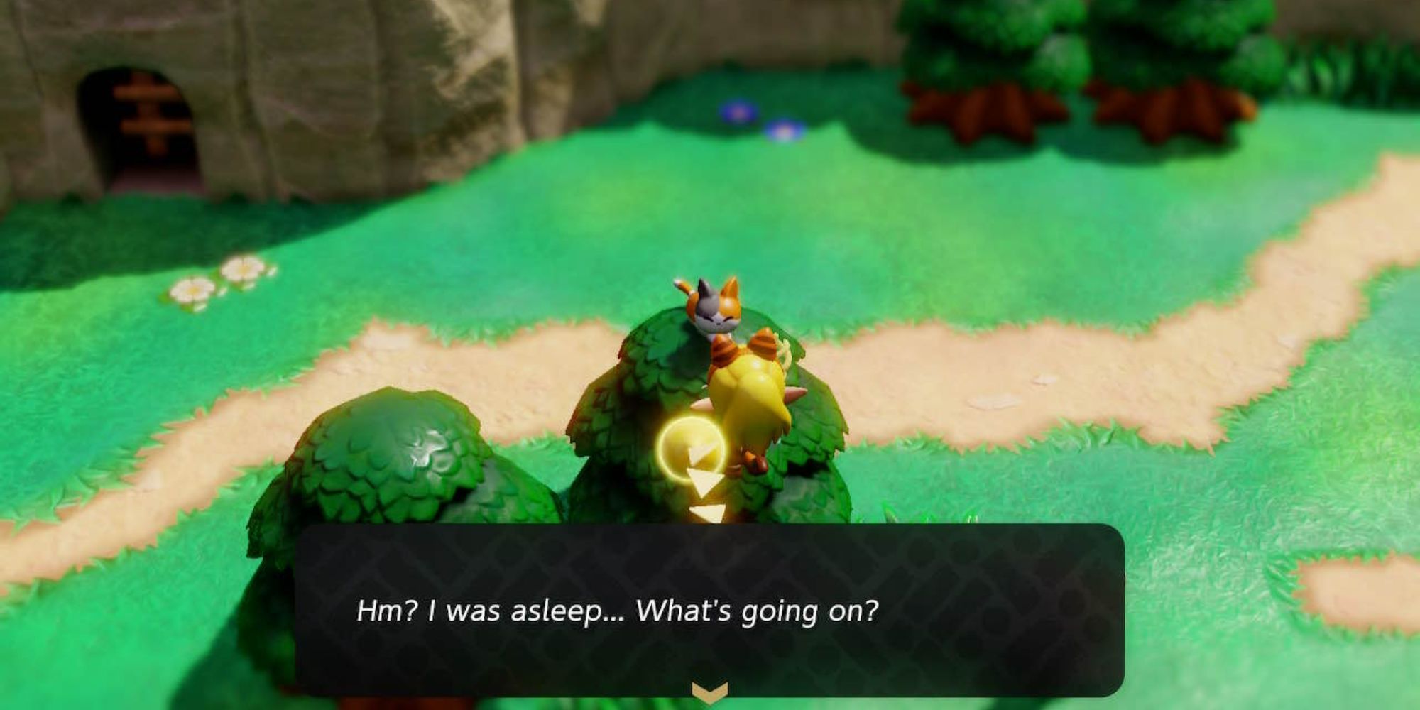 Questioning the Local Cats: Echoes of Wisdom in Gaming