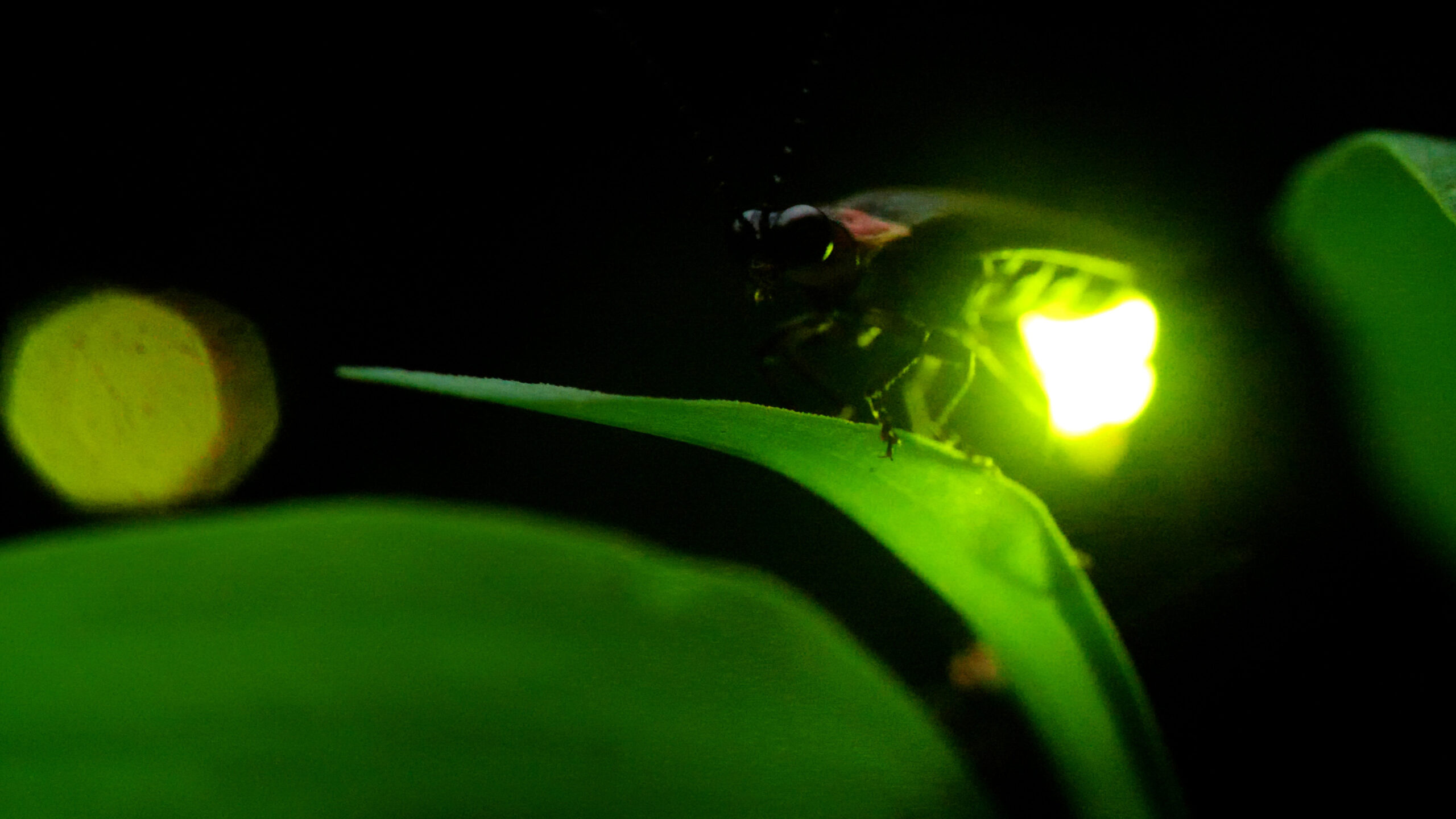 Nascent Flash: A New Bug That’s Both Frustrating and Fascinating