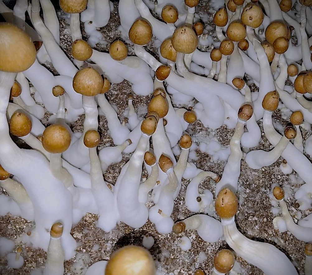 Illusion Weaver Mushroom: The Magic and the Mystery