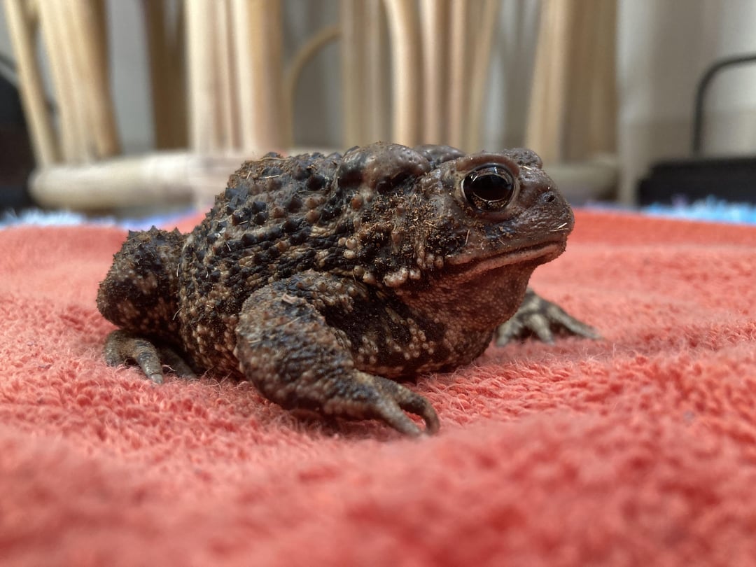 Luncheon Toad Skin: The Oddity You Need to Know About