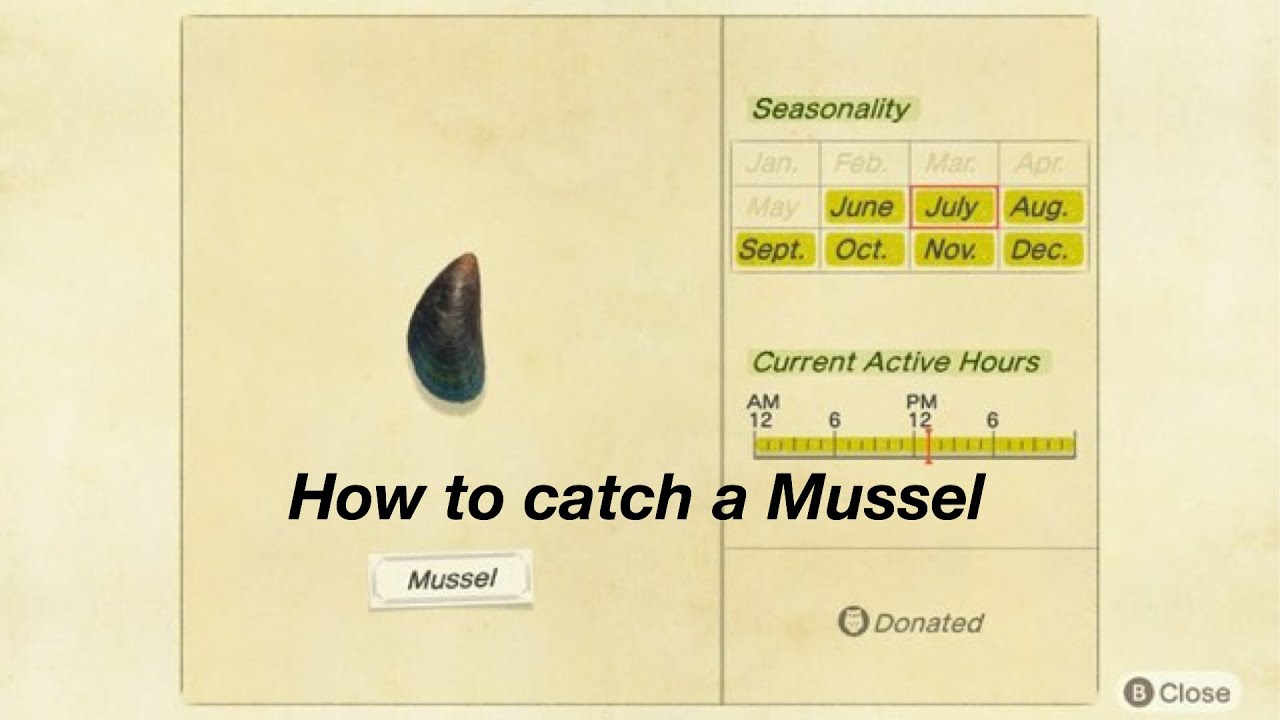 Mussel ACNH: The Unexpected Treasure and How to Deal with It