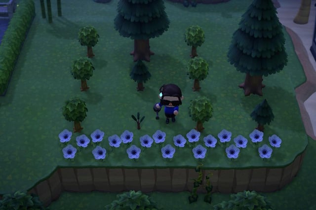 Cedar Sapling ACNH: The Ultimate Guide for Players Struggling with Growing Trees