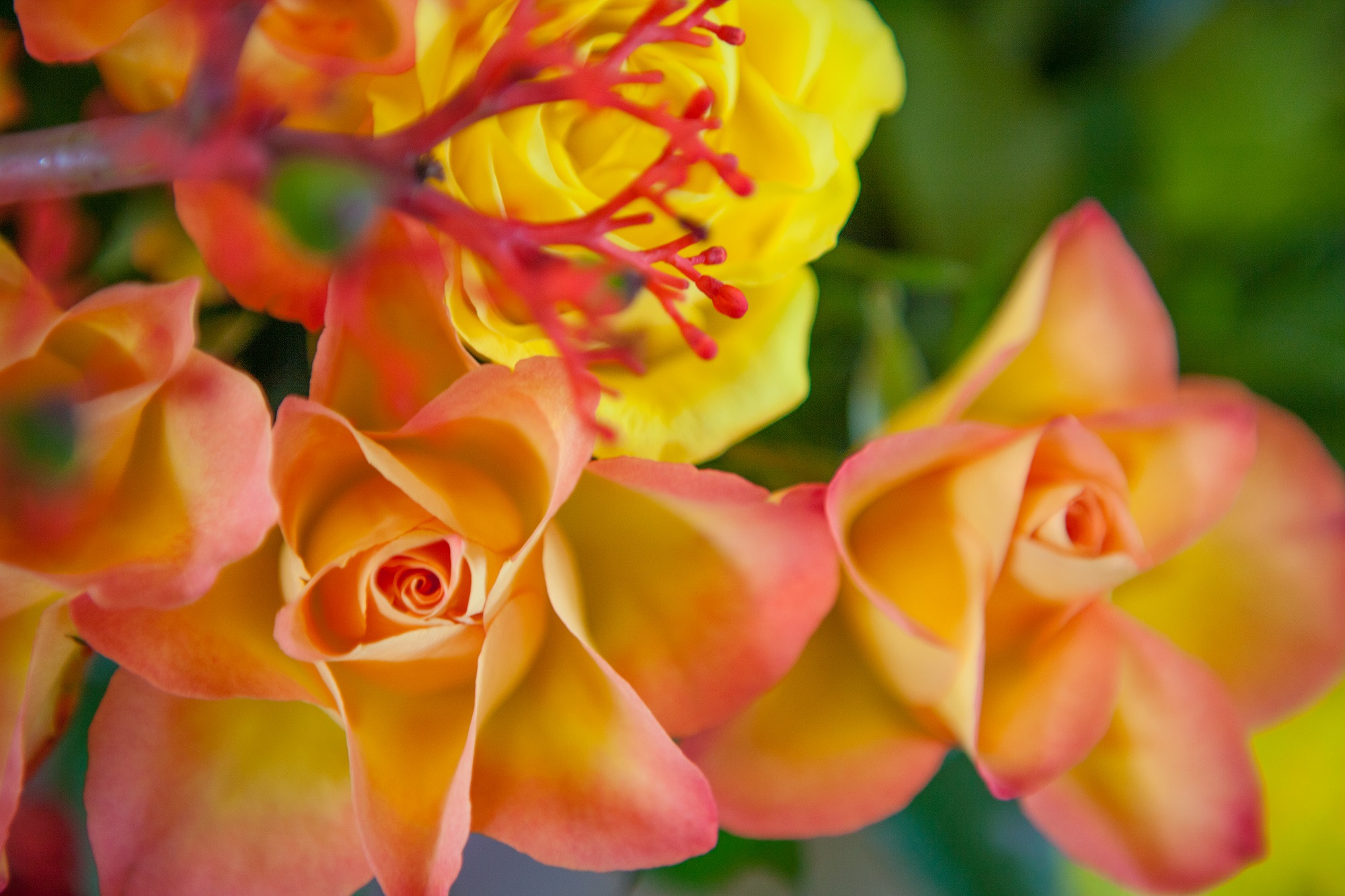 Flower Sweet: Common Issues and Solutions for Players