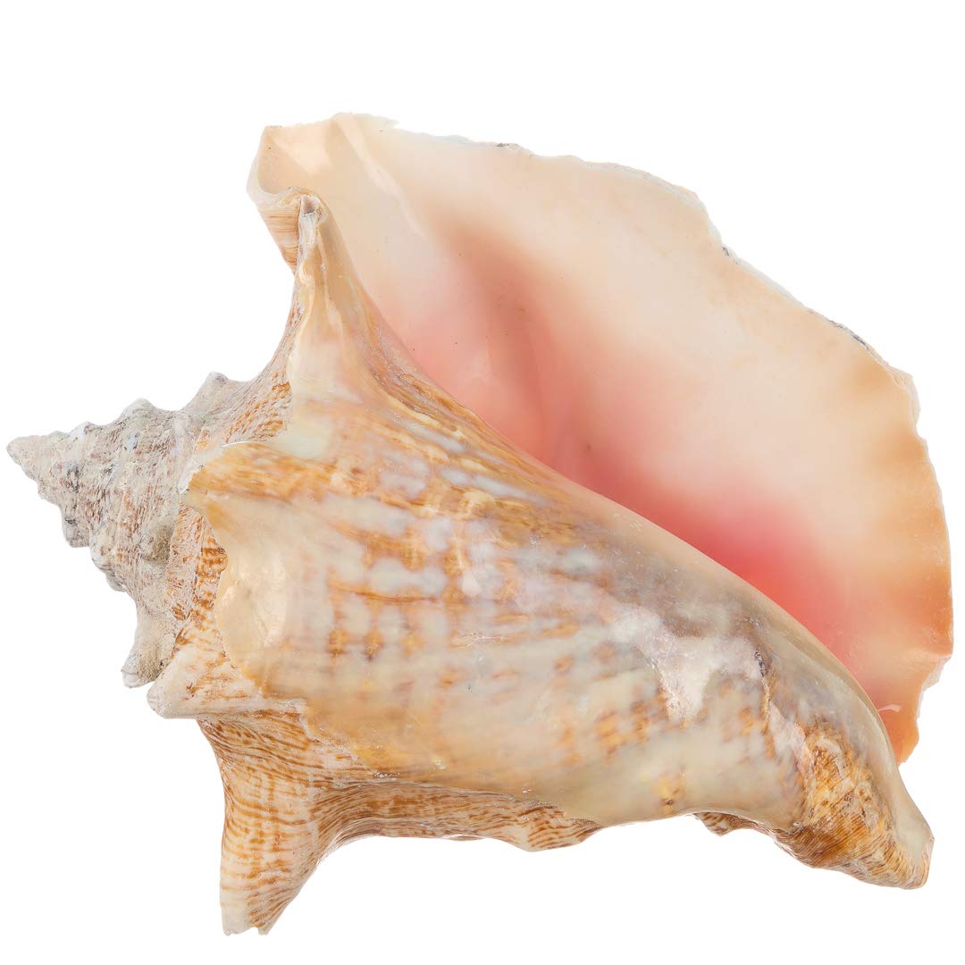 Box of Conch: What Is It and How to Deal with It in Your Game?